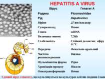 HEPATITIS A VIRUS Єдиний вірус гепатиту, що культивується на культурах клітин...