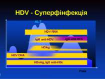 HDV - Суперфінфекція