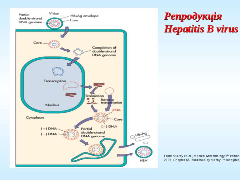 Репродукція Hepatitis B virus From Murray et. al., Medical Microbiology 5th e...