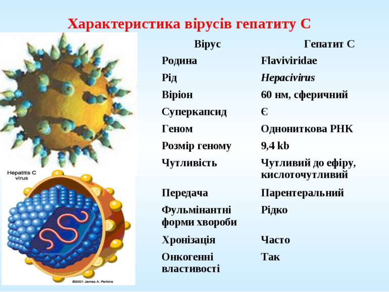 Характеристика вірусів гепатиту С Вірус Гепатит C Родина Flaviviridae Рід Hep...