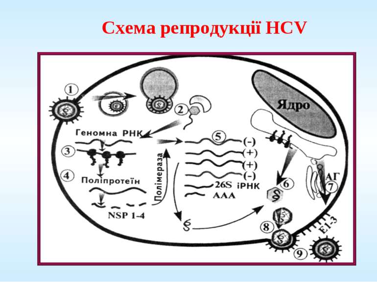 Схема репродукції HCV
