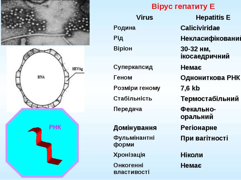 Вірус гепатиту Е РНК Virus Hepatitis E Родина Caliciviridae Рід Некласифікова...