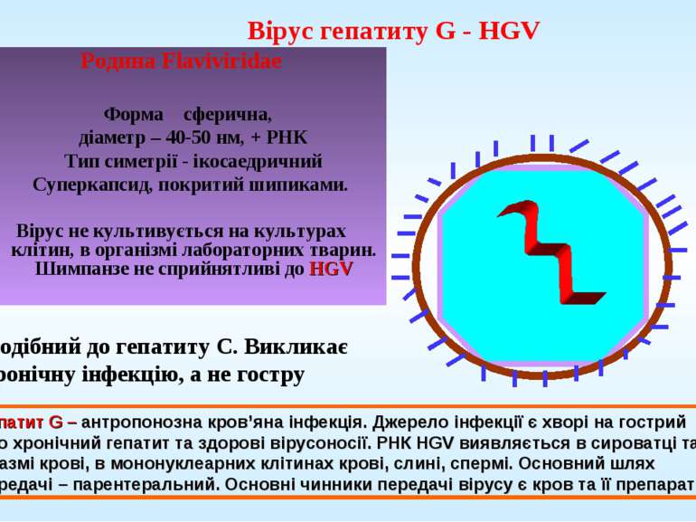 Вірус гепатиту G - HGV Родина Flaviviridae Форма сферична, діаметр – 40-50 нм...