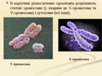 В каріотипі різностатевих організмів розрізняють статеві хромосоми (у людини ...