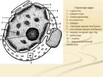 Структура ядра: 1 – каріотека; 2 – ядерна пора; 3 – гетерохроматин; 4 –еухром...