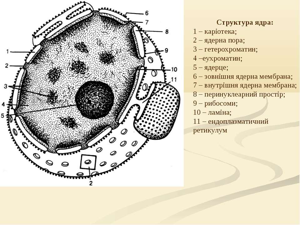 В ядрах клеток многоклеточного. Схема ядра эукариотической клетки. Строение ядра эукариотической клетки схема. Строение ядра клетки эукариот. Схема строения ядра клетки.