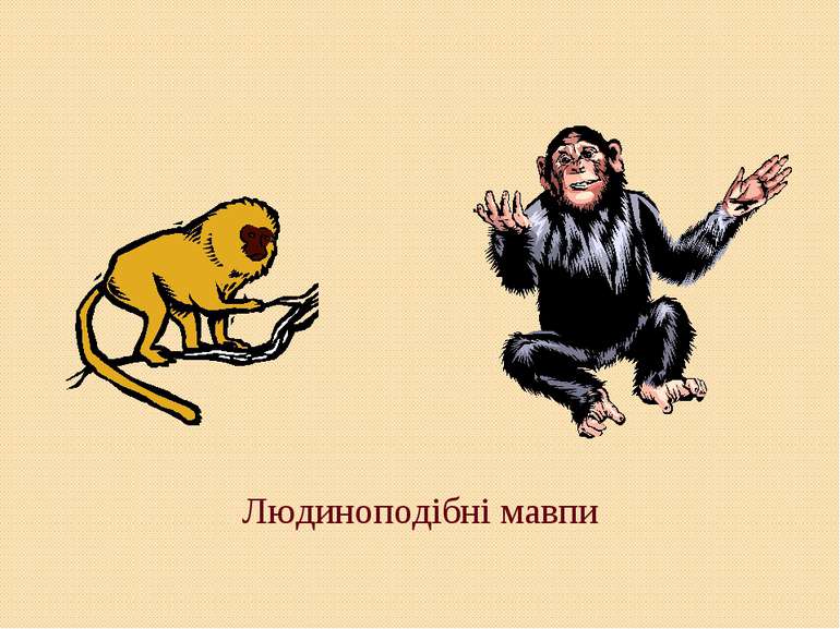 Людиноподібні мавпи