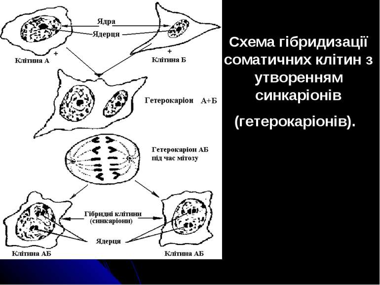 Схема гібридизації соматичних клітин з утворенням синкаріонів (гетерокаріонів).