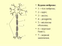 Будова нейрона: 1 – тіло нейрона; 2 – ядро; 3 – аксон; 4 – дендрити; 5 – мієл...