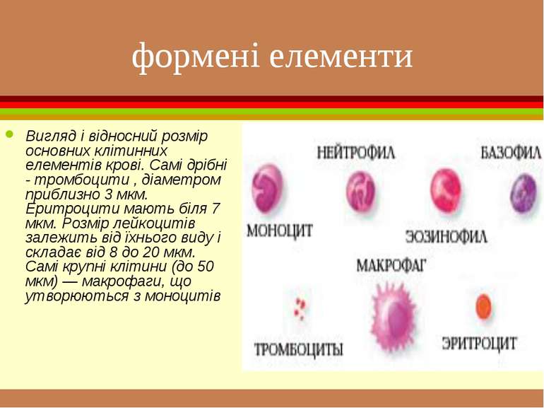 формені елементи Вигляд і відносний розмір основних клітинних елементів крові...