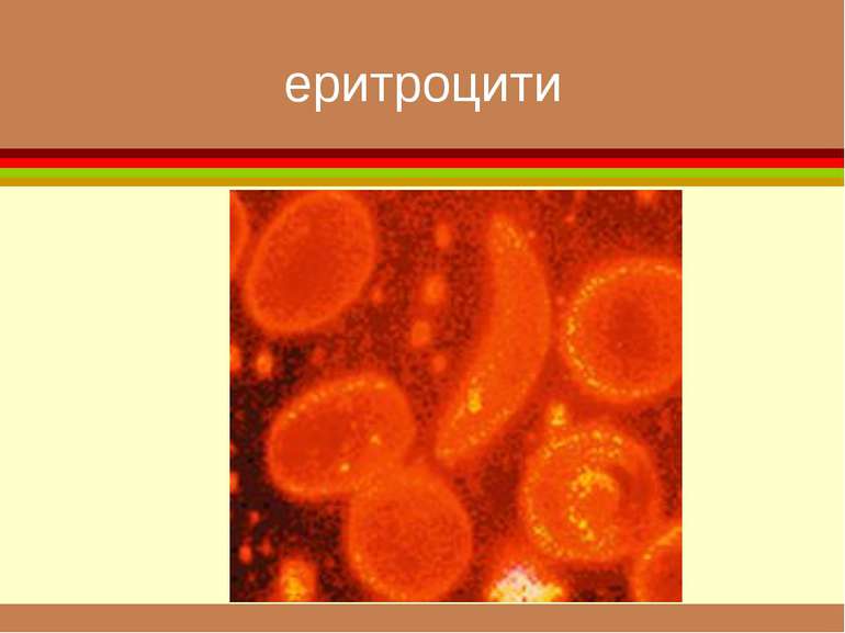 еритроцити