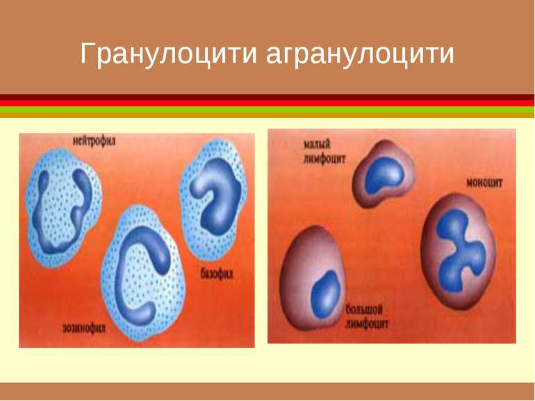 Гранулоцити агранулоцити