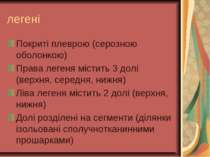 легені Покриті плеврою (серозною оболонкою) Права легеня містить 3 долі (верх...