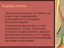 Будова легень Трахея розгалужується на 2 бронхи, які в свою чергу неодноразов...