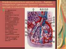 Морфофункціональна одиниця легень - Ацинус - складається з дихальних бронхіол...