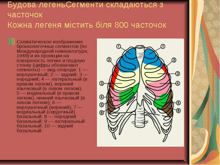 Будова легеньСегменти складаються з часточок Кожна легеня містить біля 800 ча...