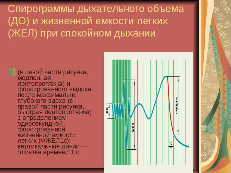 1 нарисовать спирограмму