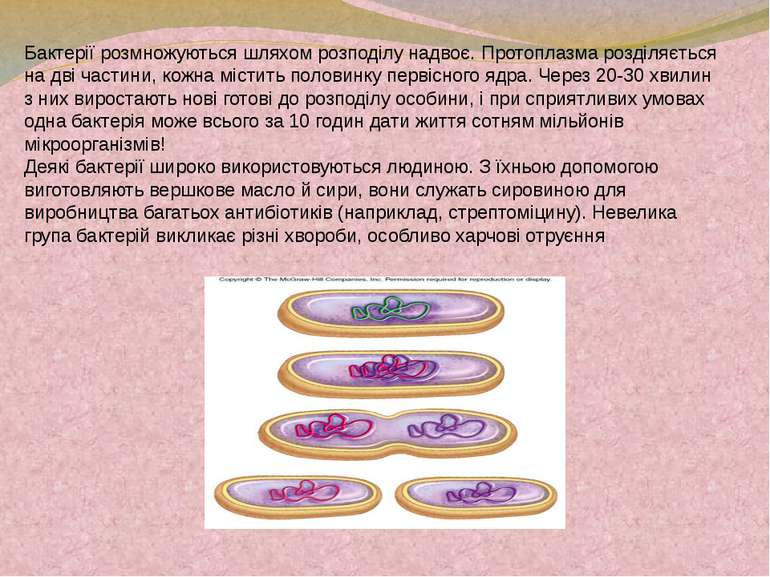 Бактерії розмножуються шляхом розподілу надвоє. Протоплазма розділяється на д...