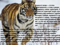 Дорослі тигри — істоти територіальні, а тому суворо захищають свою територію....