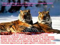 Самці тигрів можуть легко спілкуватись з тигрицями на їхній території, і наві...