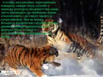 . З огляду на агресивну територіальну поведінку самців тигра, сутички з приво...