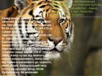Бенгальський тигр, або Королівський бенгальський тигр (Panthera tigris або Pa...