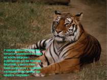 У європейській культурі початок сприйняття тигра як носія загрози і руйнівног...