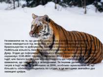 Незважаючи на те, що даний підвид тигра є найбільш численним, він також знахо...