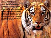 Тіло у тигра масивне, витягнуте, мускулисте, гнучке. Хвіст довгий, рівномірно...