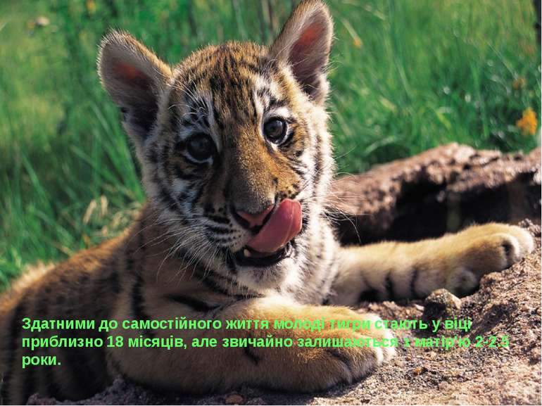 Здатними до самостійного життя молоді тигри стають у віці приблизно 18 місяці...
