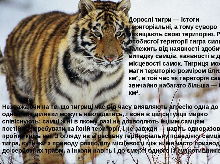 Дорослі тигри — істоти територіальні, а тому суворо захищають свою територію....