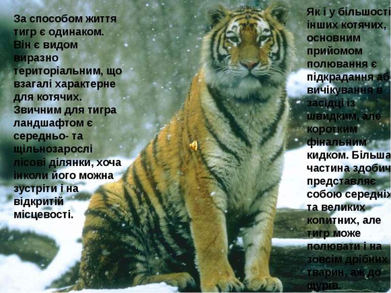 За способом життя тигр є одинаком. Він є видом виразно територіальним, що вза...