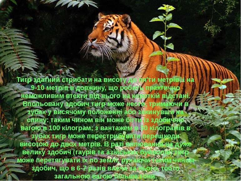 Тигр здатний стрибати на висоту до пя'ти метрів, і на 9-10 метрів в довжину, ...