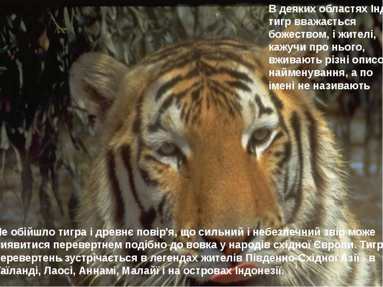Не обійшло тигра і древнє повір'я, що сильний і небезпечний звір може виявити...