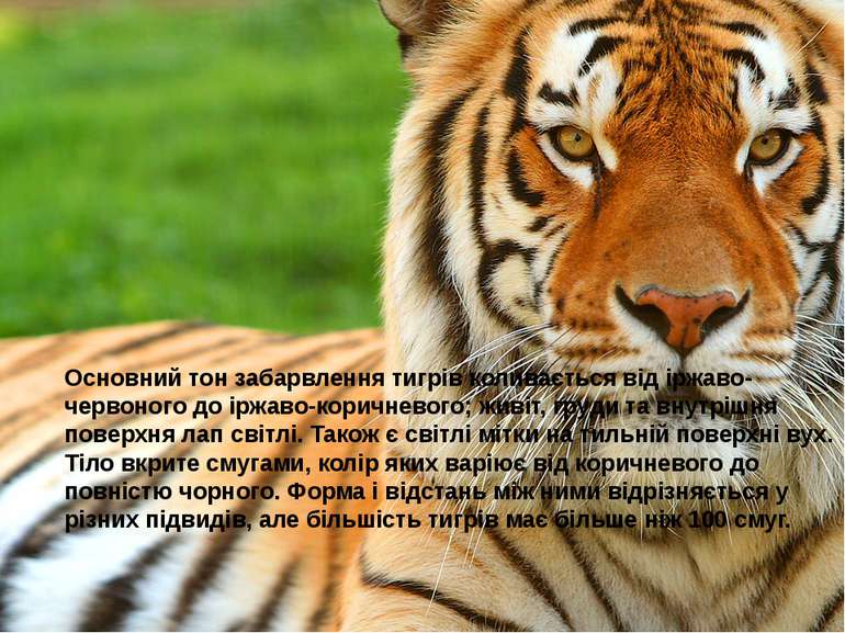 Основний тон забарвлення тигрів коливається від іржаво-червоного до іржаво-ко...