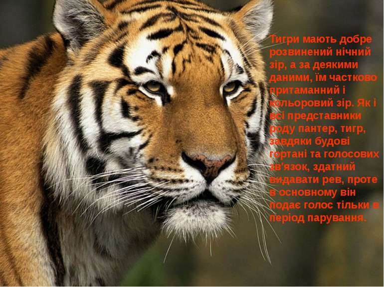 Тигри мають добре розвинений нічний зір, а за деякими даними, їм частково при...