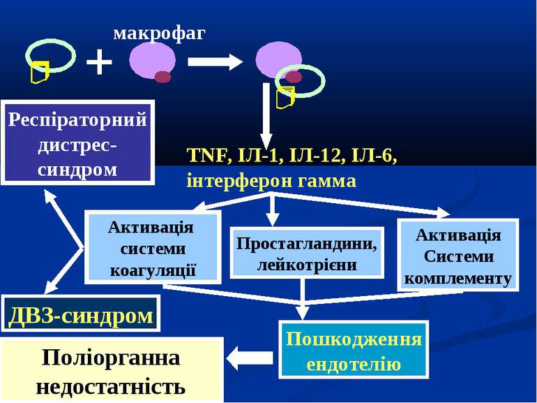макрофаг TNF, ІЛ-1, ІЛ-12, ІЛ-6, інтерферон гамма Активація системи коагуляці...