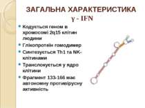 ЗАГАЛЬНА ХАРАКТЕРИСТИКА γ - IFN Кодується геном в хромосомі 2q15 клітин людин...