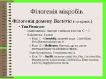 Філогенія мікробів Філогенія домену Bacteria (продовж.) Тип Firmicutes Грампо...