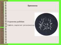 Трепонеми Treponema pallidum Сифіліс, ендемічні трепонематози