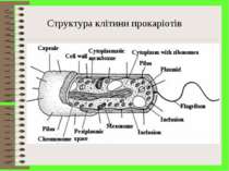 Структура клітини прокаріотів