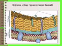 Клітинна стінка грампозитивних бактерій