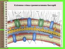 Клітинна стінка грамнегативних бактерій
