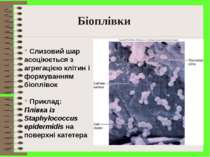 Біоплівки Слизовий шар асоціюється з агрегацією клітин і формуванням біопліво...