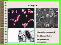 Капсули Klebsiella pneumonie Bacillus anthracis Streptococcus pneumoniae