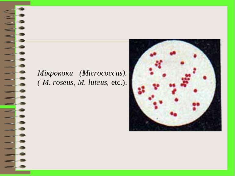 Мікрококи (Micrococcus). ( M. roseus, M. luteus, etc.).