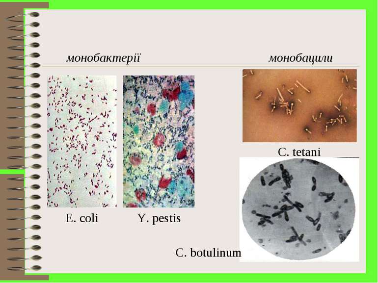 монобактерії монобацили E. coli Y. pestis C. tetani C. botulinum