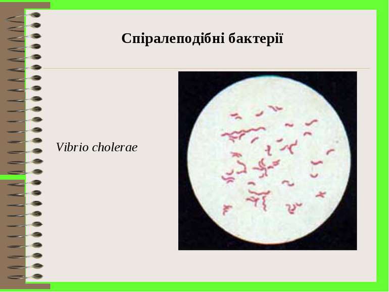 Спіралеподібні бактерії Vibrio cholerae