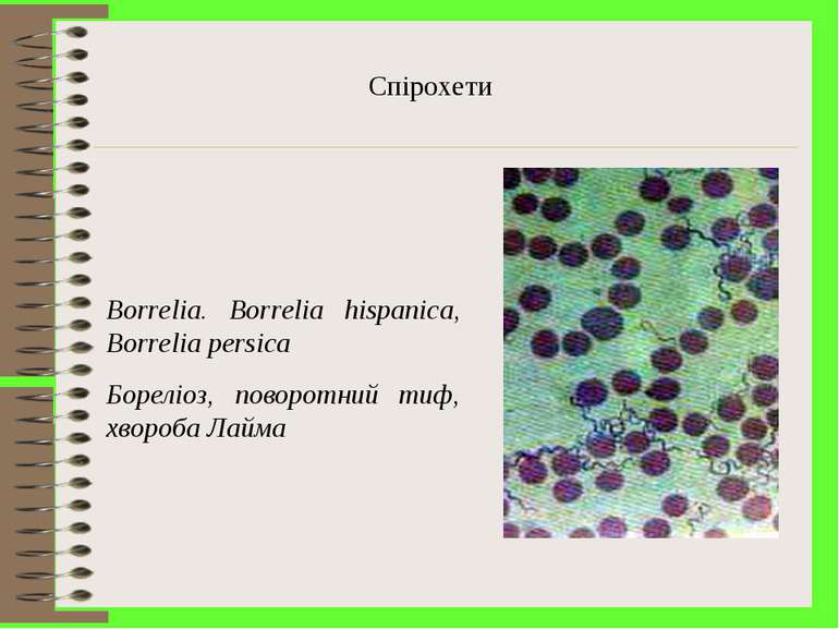 Спірохети Borrelia. Borrelia hispanica, Borrelia persica Бореліоз, поворотний...