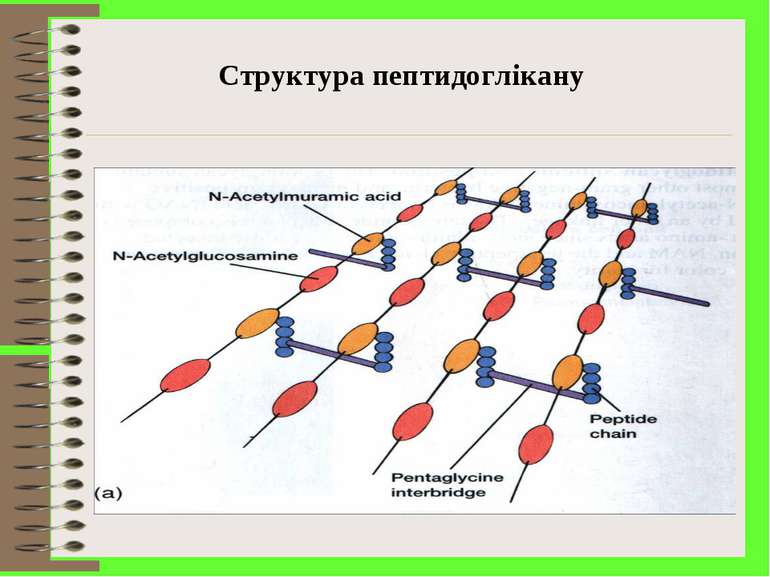 Структура пептидоглікану